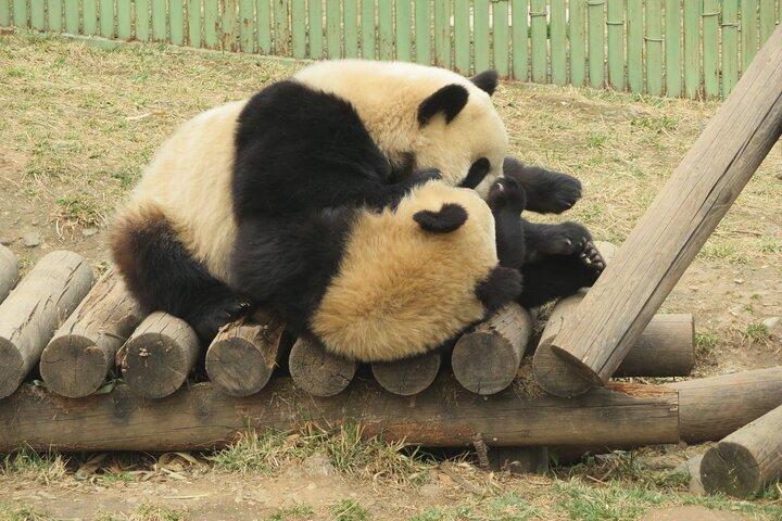 Halvdagstur til Xi'an Wild Panda Breeding and Protecting Center