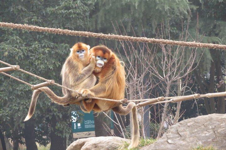 Halvdagstur til Xi'an Wild Panda Breeding and Protecting Center