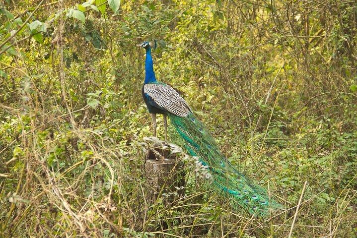 チトワン国立公園ジャングルタワー泊2泊3日
