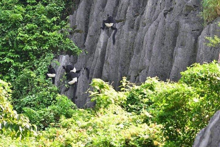Full-Day Cuc Phuong National Park Hiking Tour