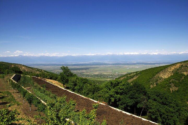 Excursão guiada de um dia saindo de Tbilisi Kakheti e Sighnaghi com vinho