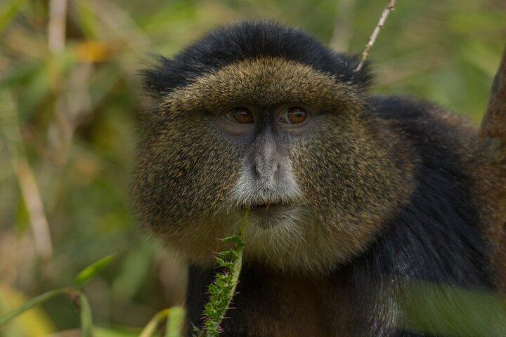 3-dagars privat Rwanda Gorilla och sightseeingtur