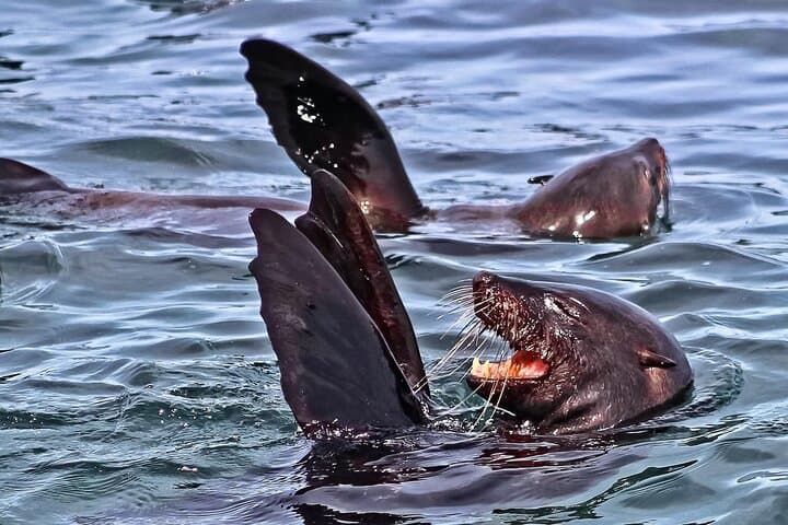 Whale Watching Shared Boat Trip from Cape Town