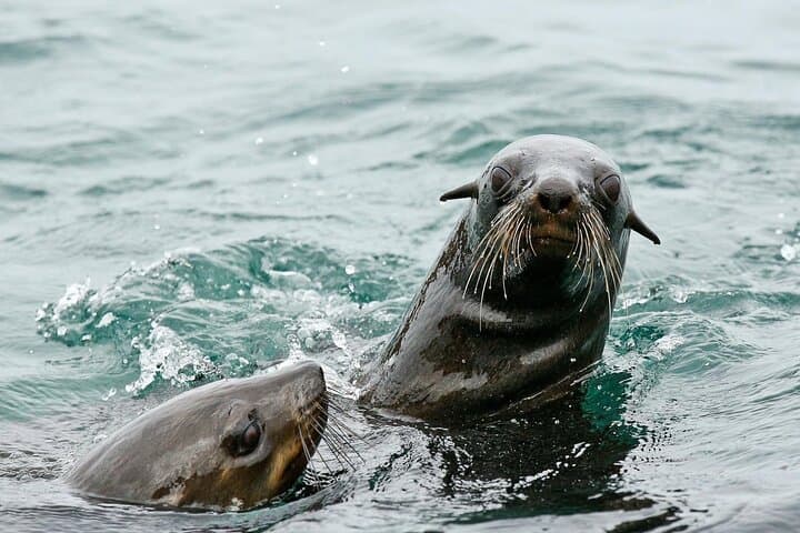 Whale Watching Shared Boat Trip from Cape Town
