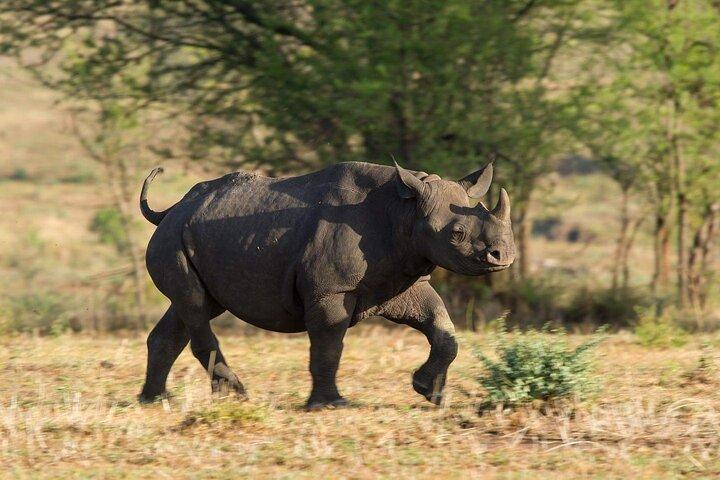 3 dagars Northern Circuit Safari