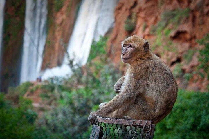 Ouzoud Waterfalls Private One Day Trip and Optional Boat Ride