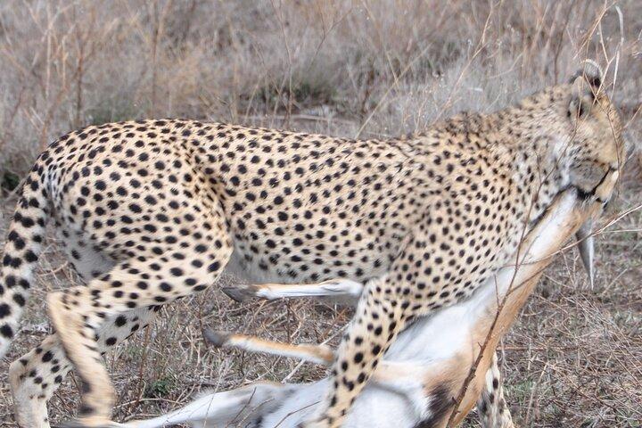 Privat 8-dages Mara River Crossing Serengeti Wildebeest Migration