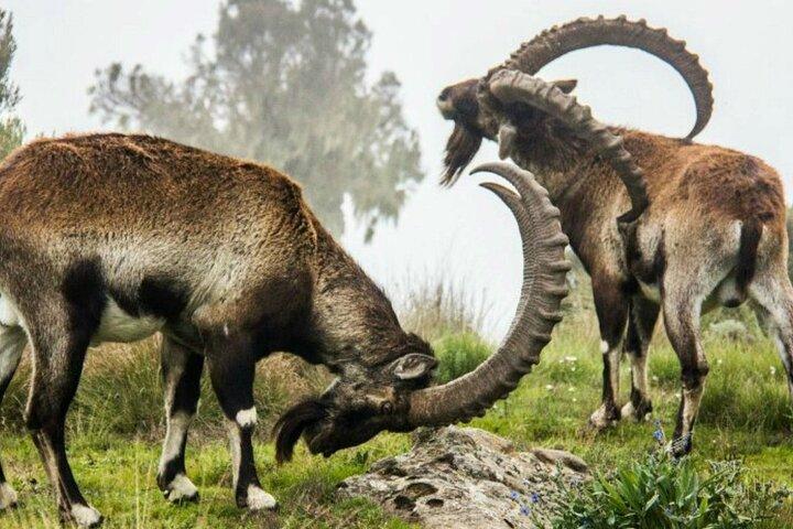 3 Días Trekking Montañas Simien Tours