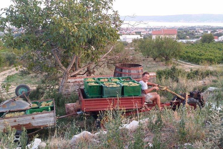 Zinfandel Wine Tour da Split