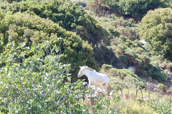 Naxos: wandeling naar de top van de Cycladen - Mount Zas