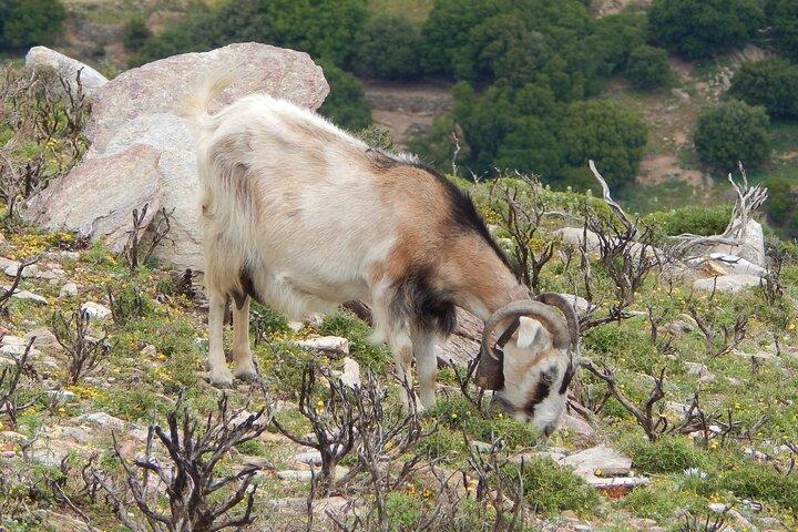 Naxos: wandeling naar de top van de Cycladen - Mount Zas