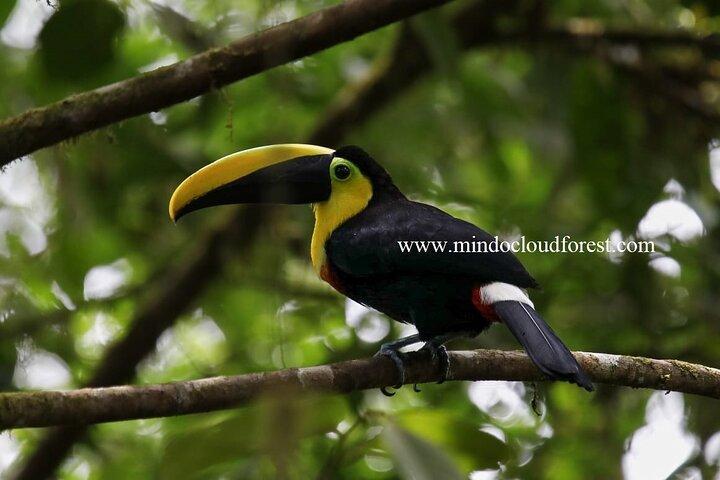 Mindo Cloud Forest Day Tours - PRIVAT - Richard Hernandez