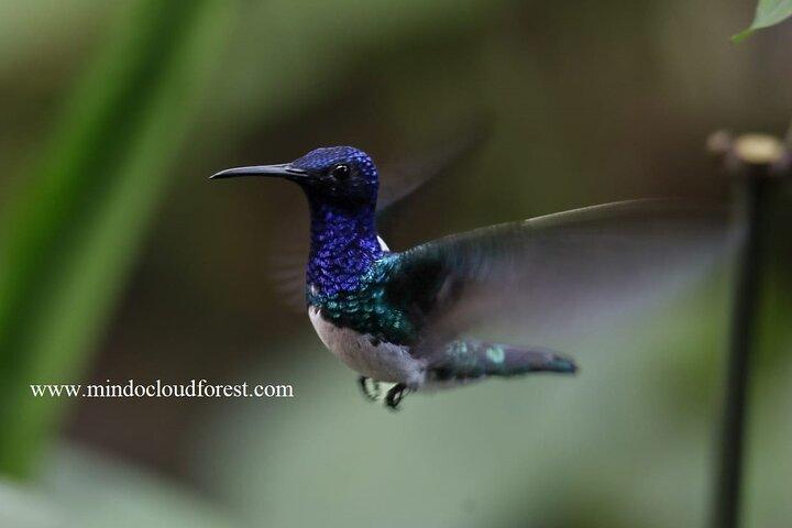 Mindo Cloud Forest Day Tours - PRIVAT - Richard Hernandez