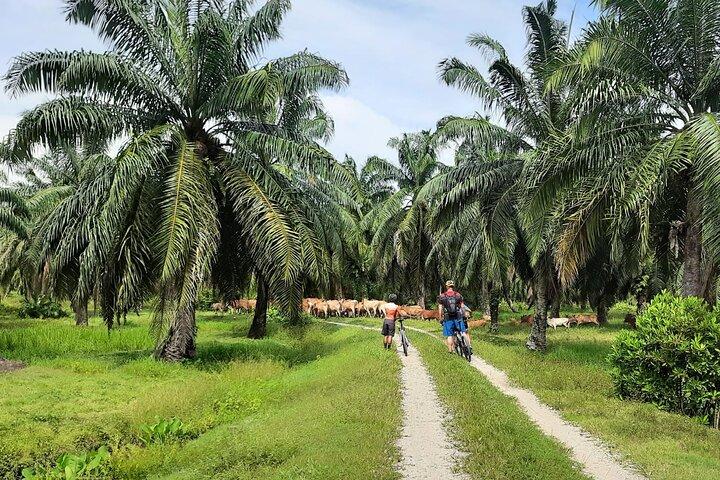 Excursion à vélo à la campagne de Penang. PPA2 par Matahari