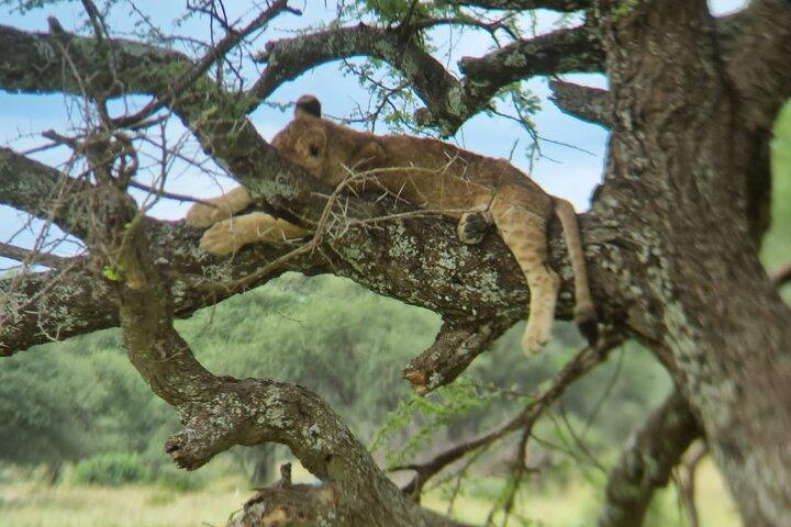5 dagars privat safaritur i Arusha och Tanzania