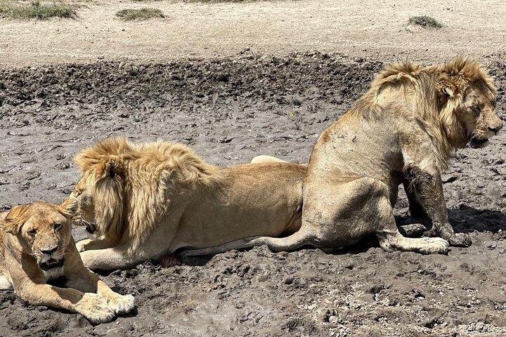 5 dagars privat safaritur i Arusha och Tanzania
