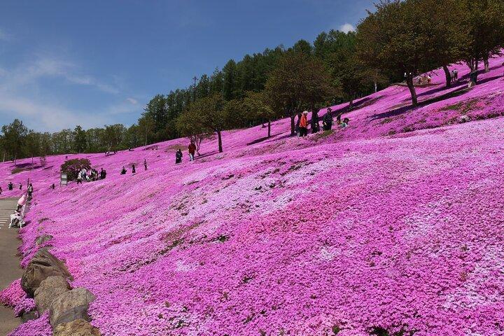 【芝桜・チューリップ】プライベートカーで行く、芝桜滝上公園とかみゆうべつチューリップ公園(札幌発)