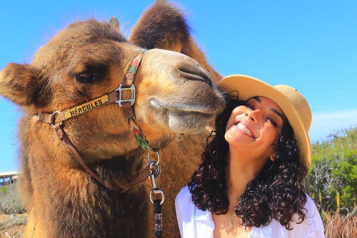 Combo Camel Beach Ride og UTV 4X4 Cabo Eventyr, Tequila &