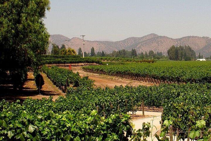 Tour viña Concha y toro