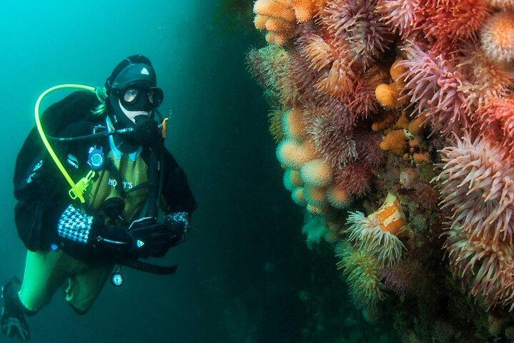 Expérience unique de plongée sous-marine