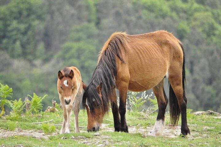 Visita Guiada Privada - Parque Nacional Peneda Gerês
