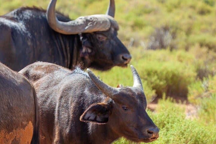 Full-Day Private Safari Tour to Aquila Game Reserve