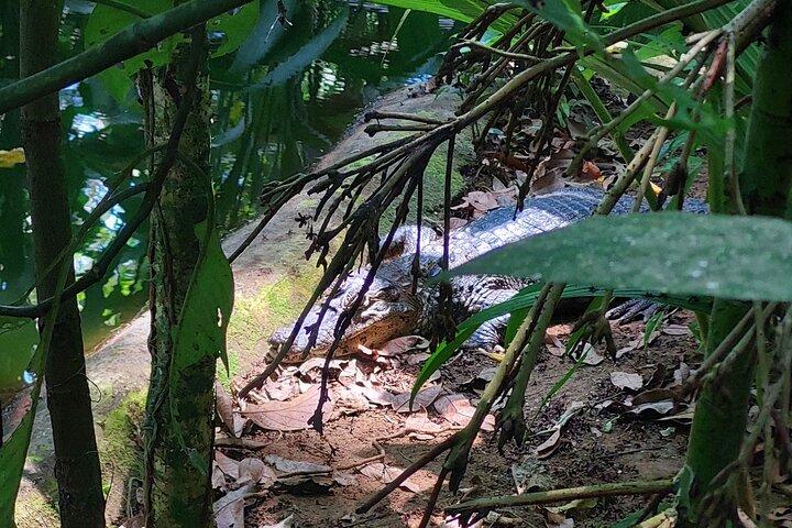 Underbara djur: Jaguar Rescue.C. & Punta Uva Forest Walk