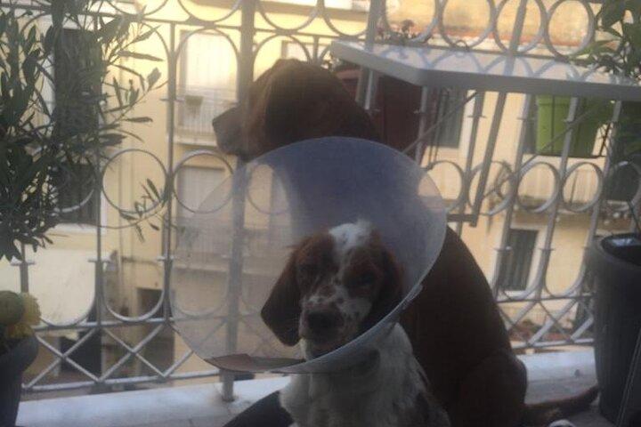 Korfu Altstadtführung mit Hund oder Stadt mit 4 Pfoten
