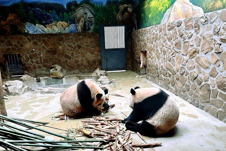 Private halbtägige Tour durch den Panda-Tierschutzpark Xi'an
