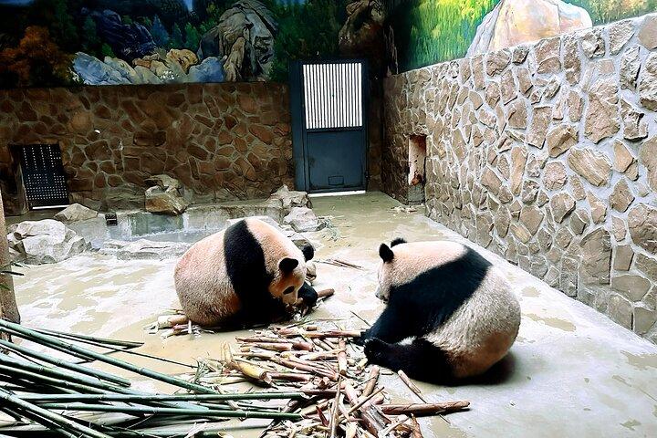 Tour all-inclusive di Xi'an Panda e Terracotta Warriors Layover con pranzo