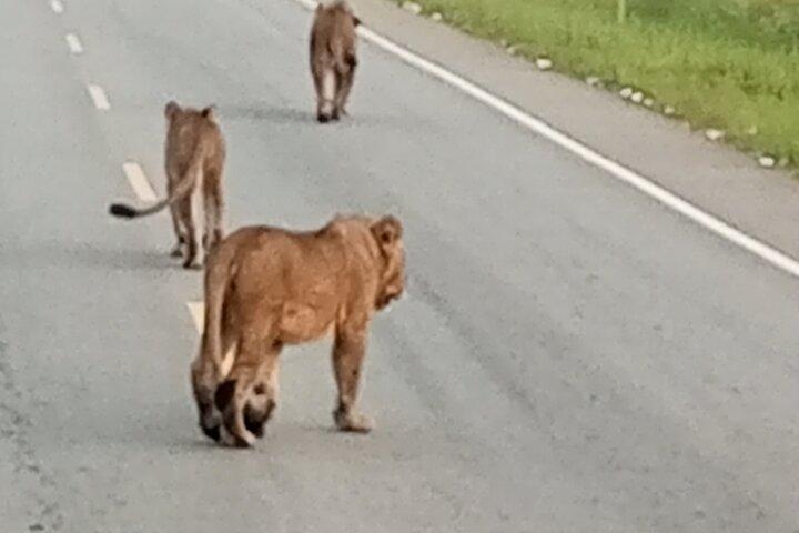 Mindeværdig 3 dages oplevelse i Queen Elizabeth National Park