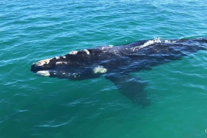 Shark Cage Diving and Whale Watching Combo Experience in Gansbaai