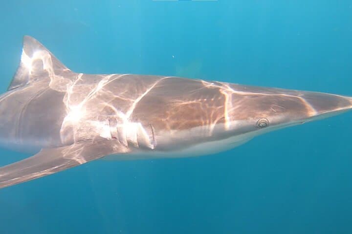 Shark Cage Diving and Whale Watching Combo Experience in Gansbaai