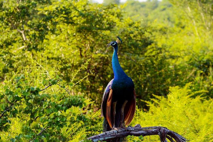キャンディからMinneriya国立公園、Sigiriya&Dambullaへの日帰りツアー