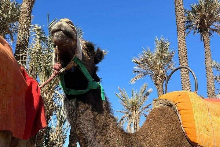 Quad ride in the Palmeraie Marrakech