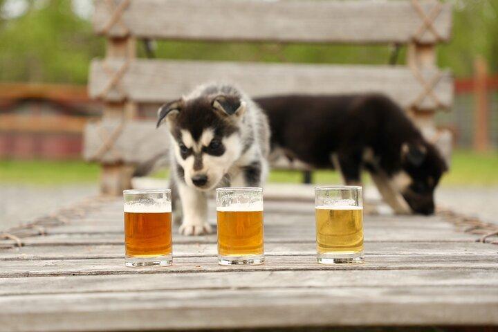 フェアバンクスでのビールと子犬のガイド付き 1.5 時間体験