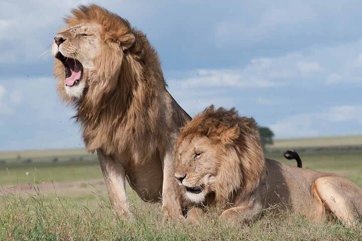 Private Tour Nairobi National Park, Giraffe Centre, Karen Blixen