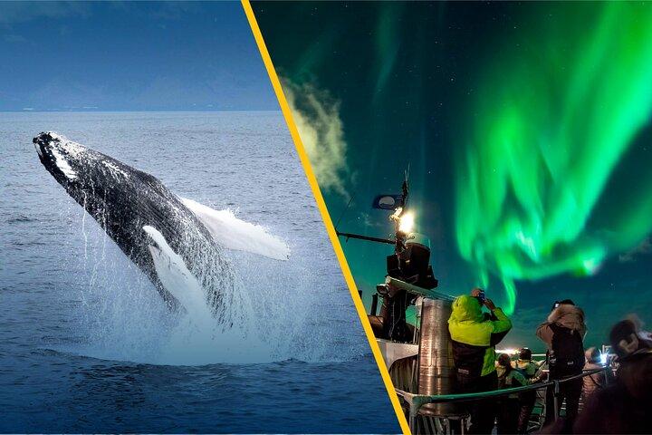 Island Super Saver: Northern Lights Cruise plus Whale Watching Tour fra Reykjavik