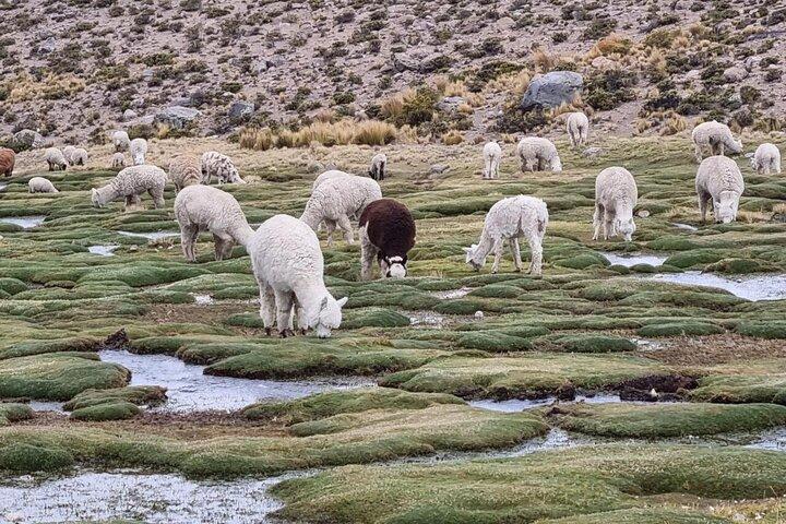 Trasferimento in autobus da Chivay a Puno