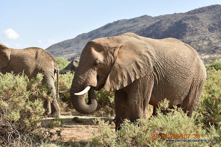 9-Days Safari Choroa Private Tour in Kenya