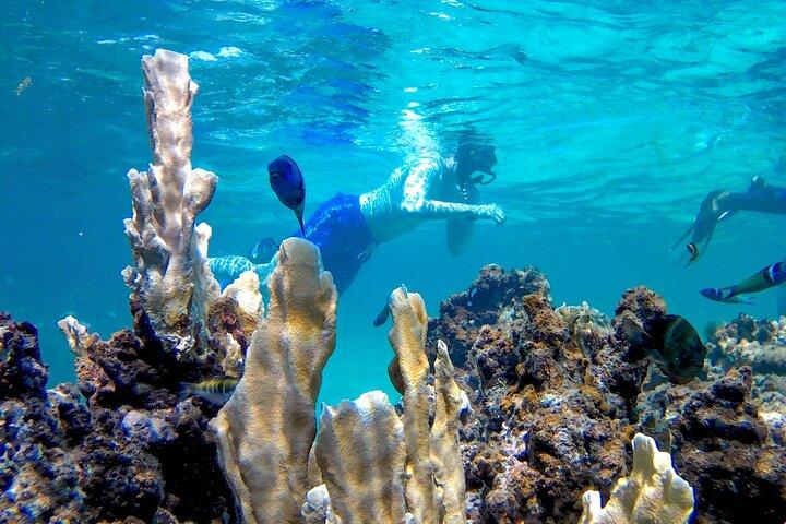 Visite de Punta Cana avec tuba réservée aux adultes et déjeuner Premium Seafood