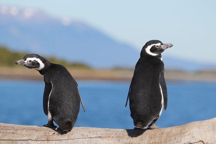 Heldagstur Martillo Island med pingvinobservation
