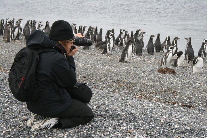Heldagstur Martillo Island med pingvinobservation
