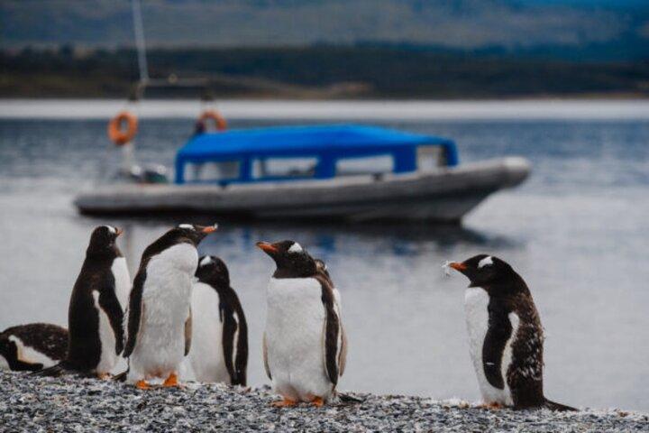 Heldagstur Martillo Island med pingvinobservation