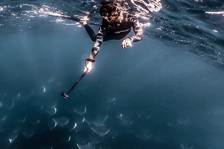 Mobula Ray Snorkeling con foto incluse