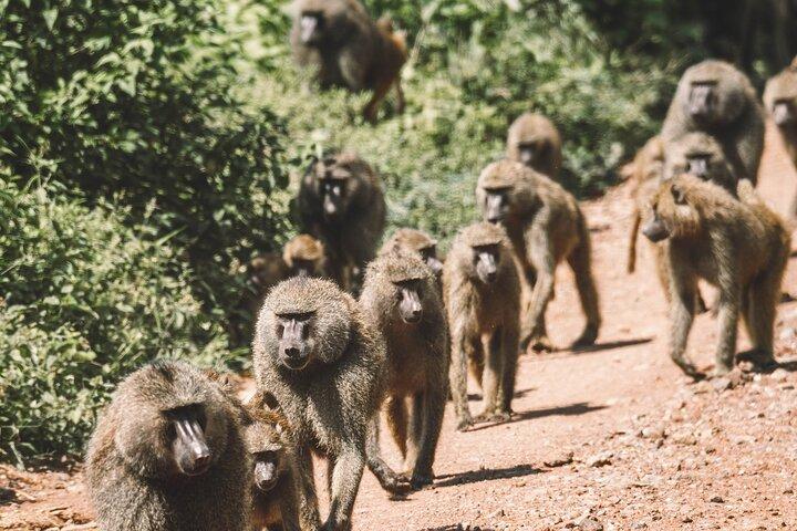 Tour privato di 2 giorni di una notte nel Tarangire National Park