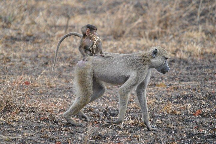 Tour privato di 5 giorni Mikumi National Park e Selous Game Reserve