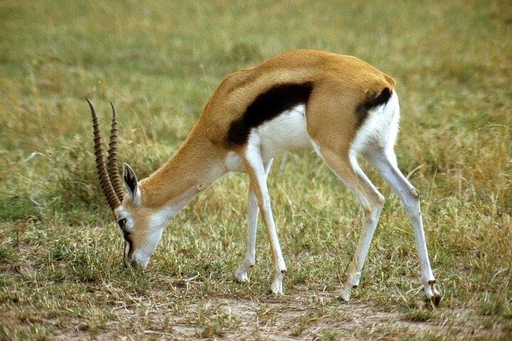 Tour privato di 5 giorni Mikumi National Park e Selous Game Reserve