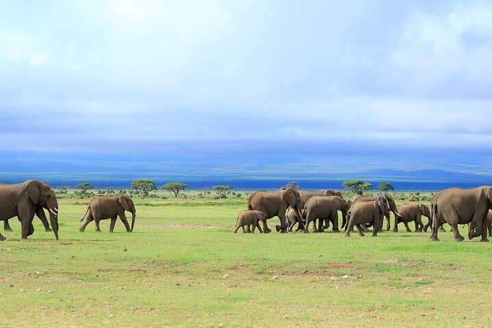 Overnight Tour in Amboseli National Park from Nairobi