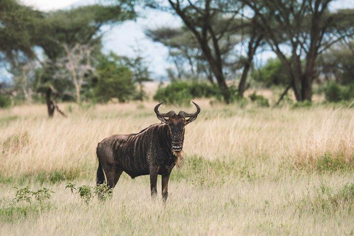 Wildlife Extravaganza: Manyara, Tarangire & Ngorongoro på 3 dage